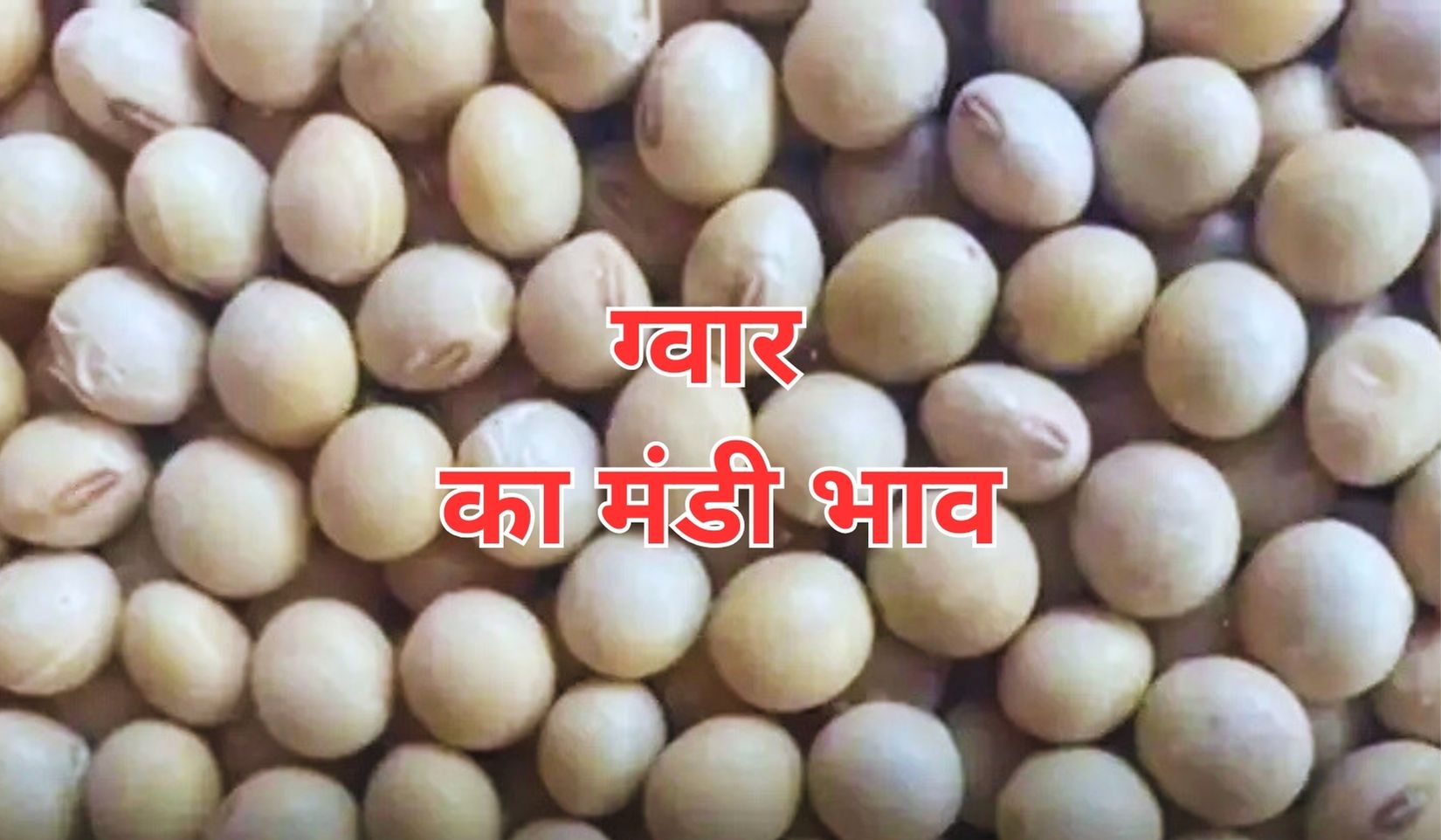 किस ओर चल पड़े ग्वार के आज के भाव, जाने 14 जुलाई 2025 के ताजा मंडी भाव