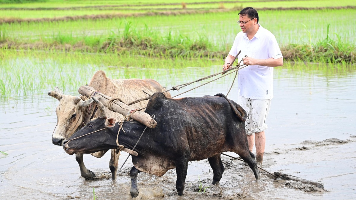 हुडकिया बोल के साथ सीएम धामी ने की अपने खेतों में रोपाई, संस्कृति को किया सम्मानित
