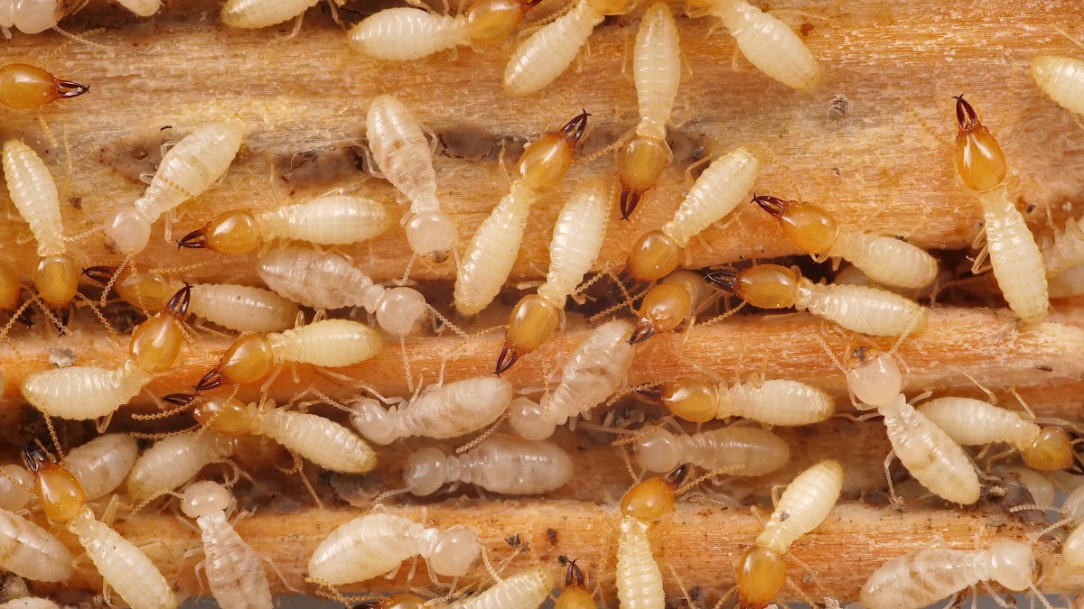 Termite Control Remedies: बारिश में बढ़ी दीमक की दिक्कत? अपनाएं ये आसान और असरदार देसी नुस्खे, जड़ से होगी खत्म