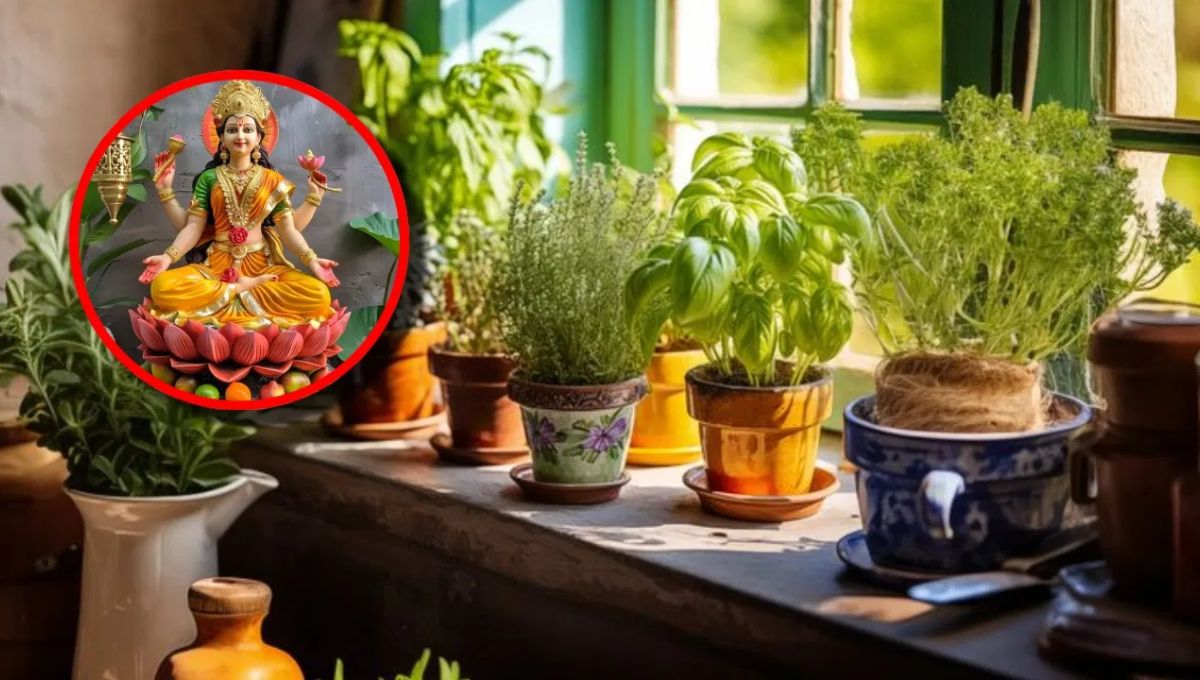 सुख-समृद्धि चाहिए?  तो आज ही घर में लगाएं ये 10 चमत्कारी पौधे, धन-दौलत की होगी बरसात