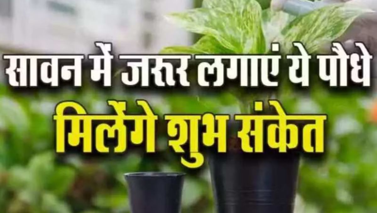 सावन खत्म होने से पहले घर में लगाएं ये चमत्कारी पौधा, बदलेगी किस्मत और खुलेगा तरक्की का रास्ता