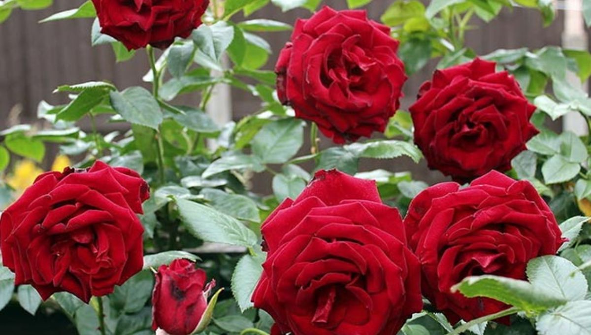 मनीप्लांट या जेड नहीं, लक्ष्मी जी को प्रिय है ये पौधा, जानें घर की कौन सी दिशा में लगाएं