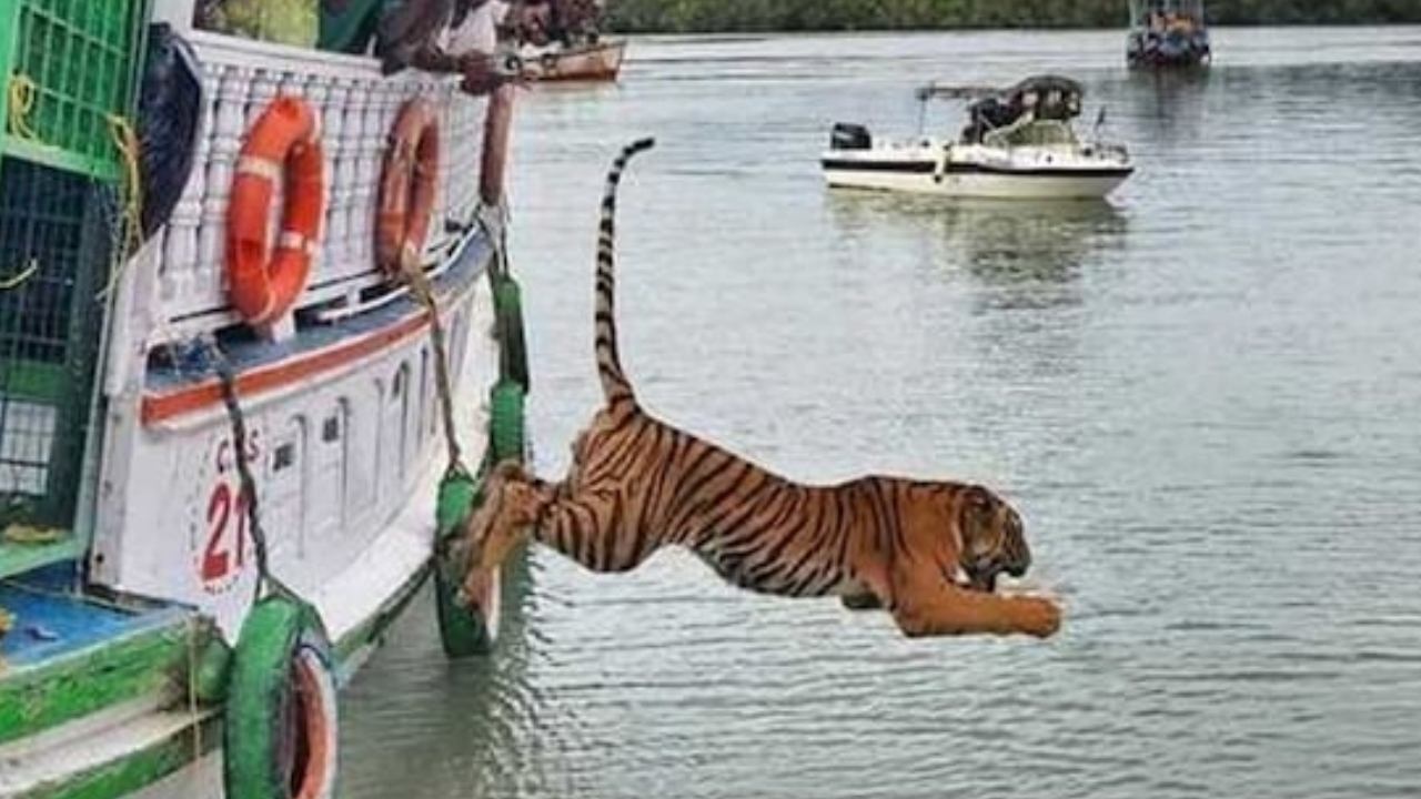 सुंदरबन में बाघ ने किया 'धमाकेदार' कमबैक, पिंजरे से निकलते ही सीधे नदी में कूदा, देखें वीडियो