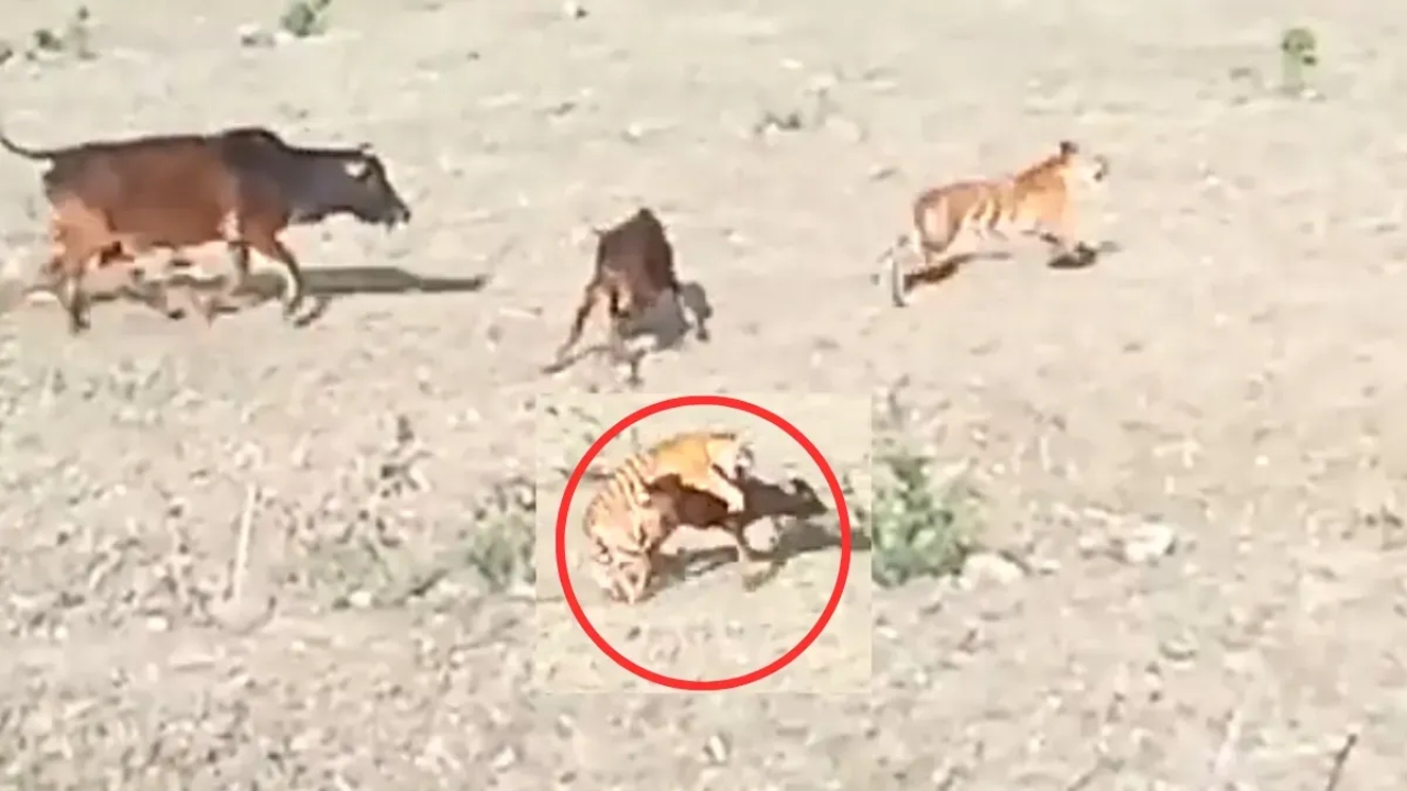 बछड़े को मारकर खाने वाला था बाघ, तभी गाय ने आकर एक झटके में बदल दिया पूरा खेल