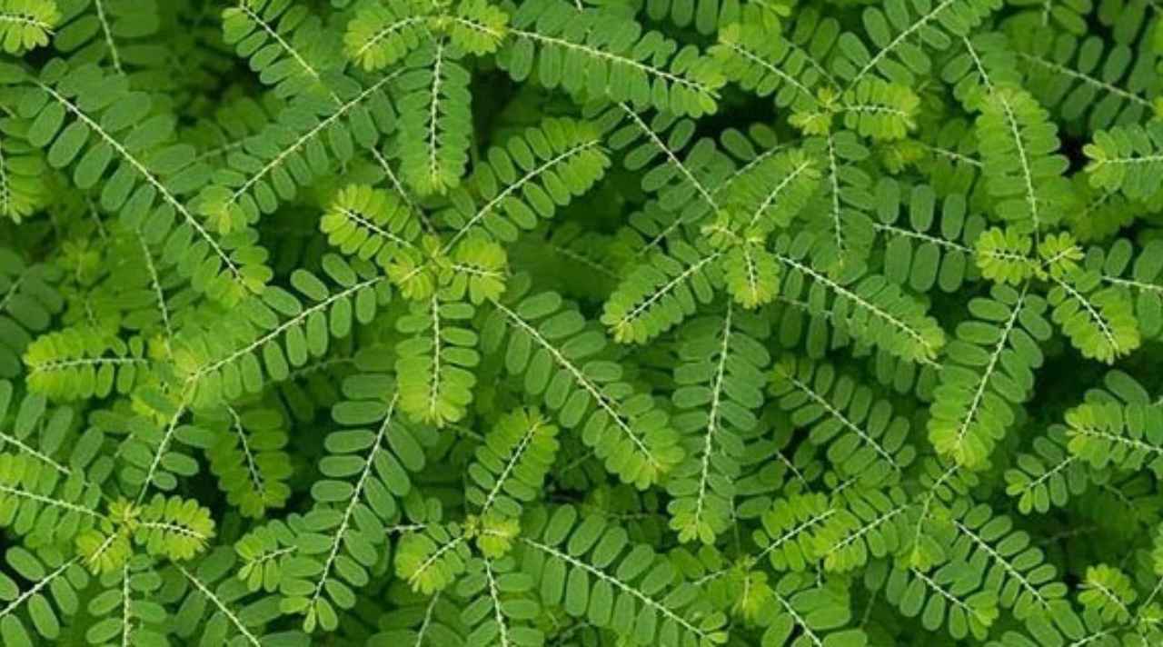 benefits of eating amla leaves