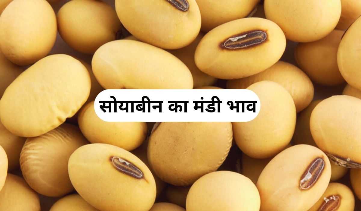 सोयाबीन के बाजार में उतार-चढ़ाव का दौर जारी, जाने 13 अगस्त 2025 के ताजा मंडी भाव
