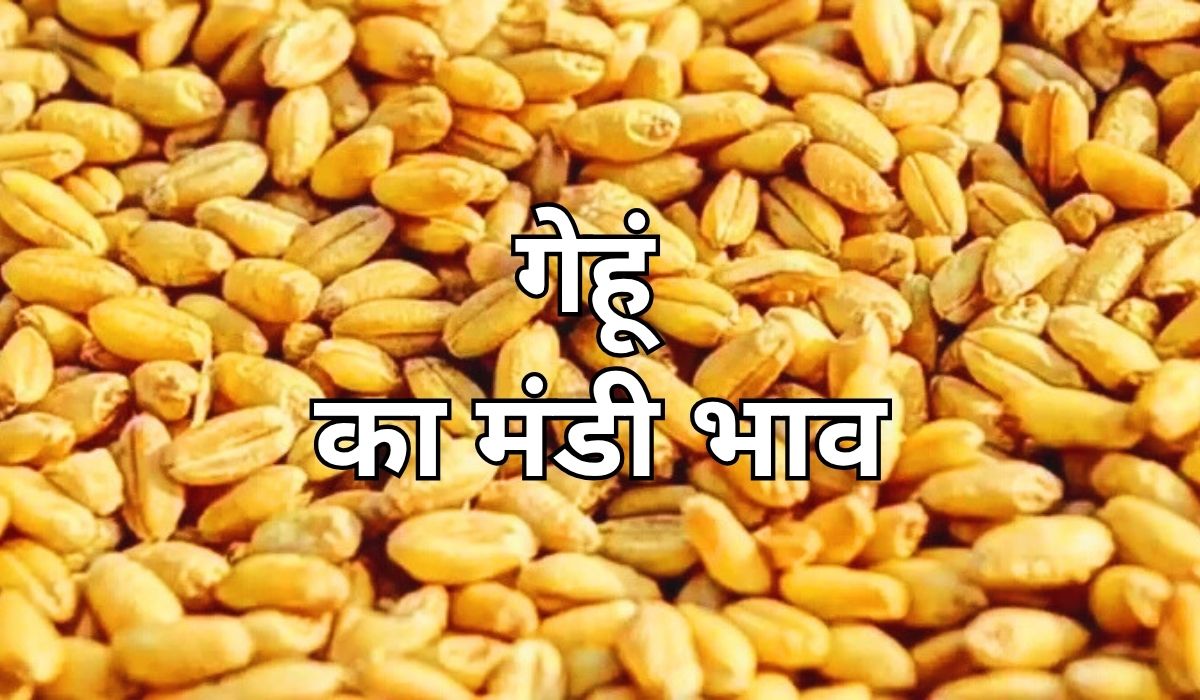गेहूं के भाव फिर बोलने लगे तेजी की भाषा, जाने 7 अगस्त 2025 के ताजा मंडी भाव
