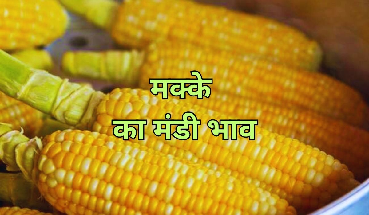 माह की शुरुआत में ही बदल गया मक्के का भाव, जाने 2 अगस्त 2025 के ताजा मंडी भाव