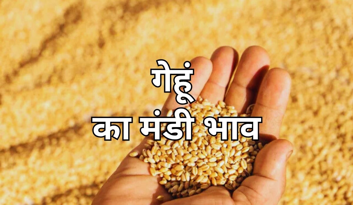 गेहूं के भाव अपडेट हो रहे रोजाना, जाने 16 अगस्त 2025 के ताजा मंडी भाव