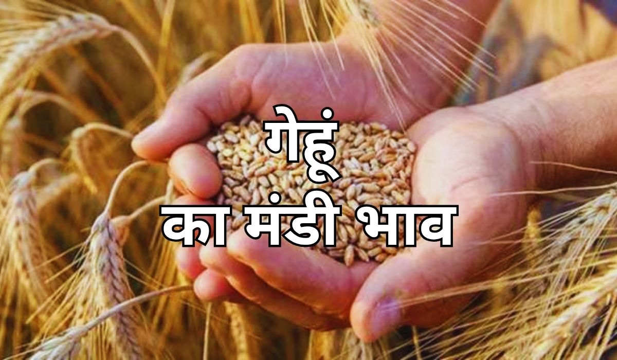 गेहूं के भाव बढ़ रहे जबरदस्त तेजी की तरफ, जाने 21 अगस्त 2025 के ताजा मंडी भाव