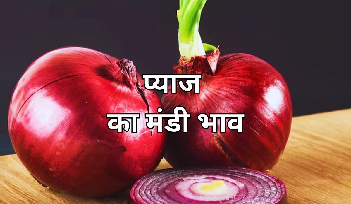 भविष्य में आ सकती है प्याज के भाव में नरमी, जाने 22 अगस्त 2025 के ताजा मंडी भाव