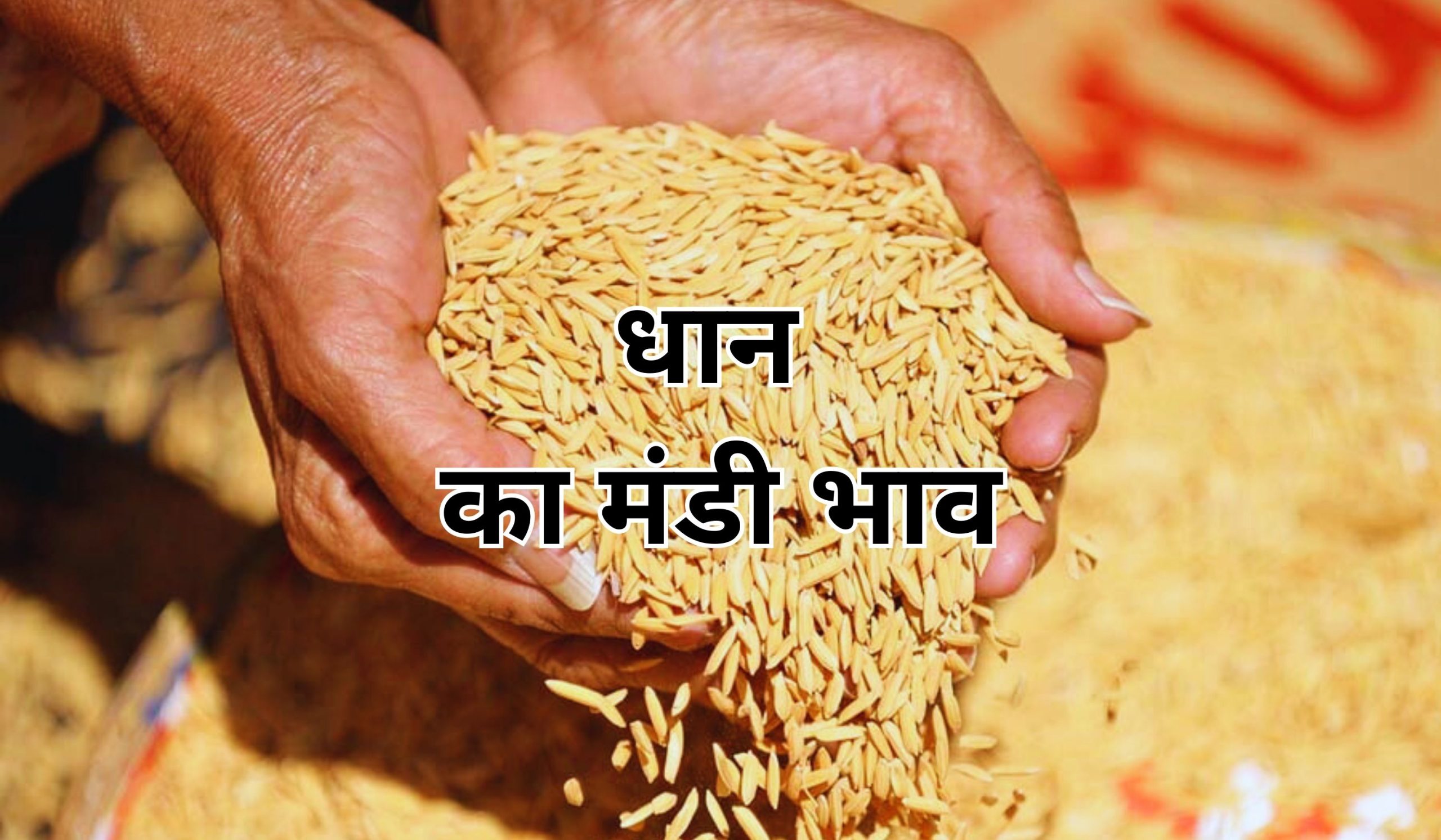 धान के भाव में हलचल का तेज बवंडर मचा, जाने 19 अगस्त 2025 के ताजा मंडी भाव