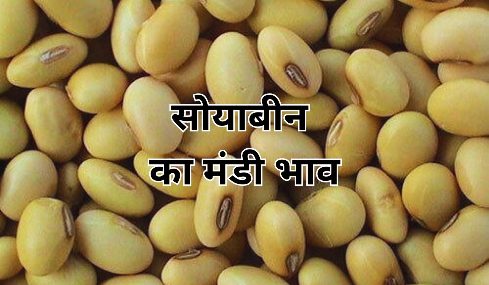 सोयाबीन के रेट उछल रहे तेजी की तरफ, जाने 19 अगस्त 2025 के ताजा मंडी भाव