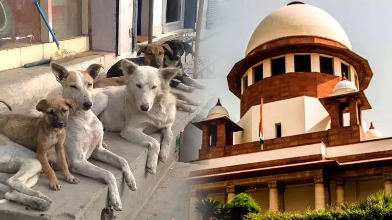 आवारा कुत्तों को लेकर सुप्रीम कोर्ट का बड़ा फैसला, शेल्टर होम नहीं बल्कि नसबंदी है हल