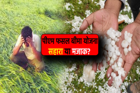 एमपी में फसल बीमा योजना की खुली पोल, 8 बीघा सोयाबीन पर मिला महज इतने रुपए मुआवजा, ऐसे ठगे गए किसान