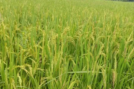 फसल बीमा योजना में किसानों को बड़ा झटका, 3.57 करोड़ ने भरा 3510 करोड़ प्रीमियम, लेकिन क्लेम मिला सिर्फ 764 करोड़