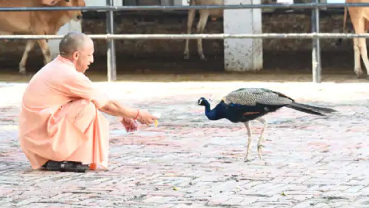 सीएम योगी ने अपने हाथ से मोर को खिलाया केला, वायरल हुआ वीडियो