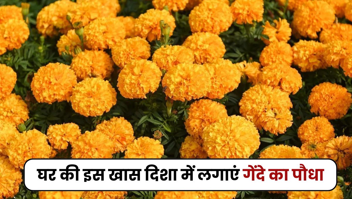 घर के इस कोने में लगाएं गेंदे का पौधा, खूब बरसेंगी धन और दौलत, जीवन में आएगी खुशहाली