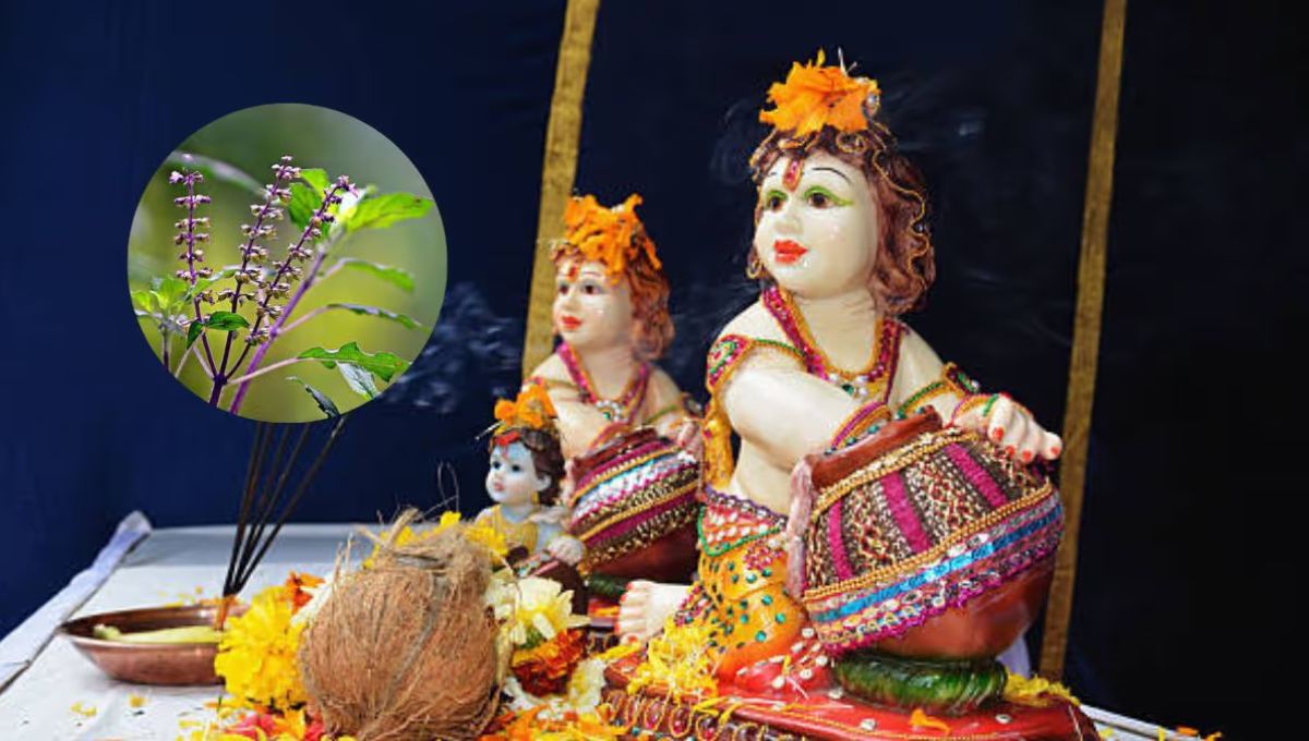 तुलसी से जुड़े ये आसान उपाय बना देंगे आपकी जन्माष्टमी को खास, खुलेंगे सुख-समृद्धि के द्वार