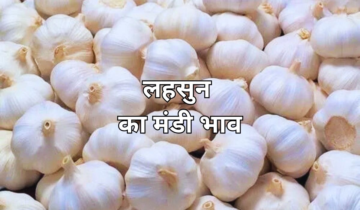 बाजार में लहसुन के भाव में तेजी-मंदी का बवंडर, जाने 12 सितम्बर 2025 के ताजा मंडी भाव