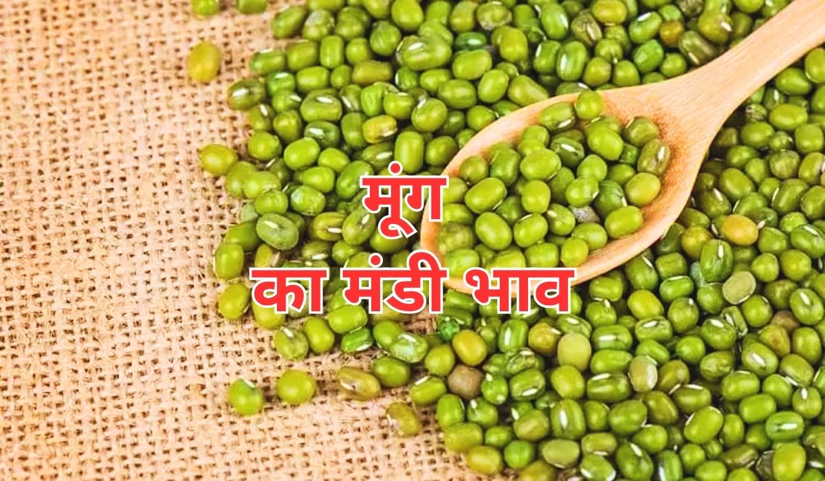 बाजार में कई कारक कर रहे मूंग के भाव को प्रभावित, जाने 15 सितंबर 2025 के ताजा मंडी भाव
