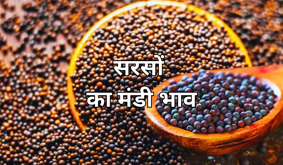 सरसों के भाव में कई दिनों बाद उछाल के बाद आई मंदी, जाने 10 सितंबर 2025 के ताजा मंडी भाव