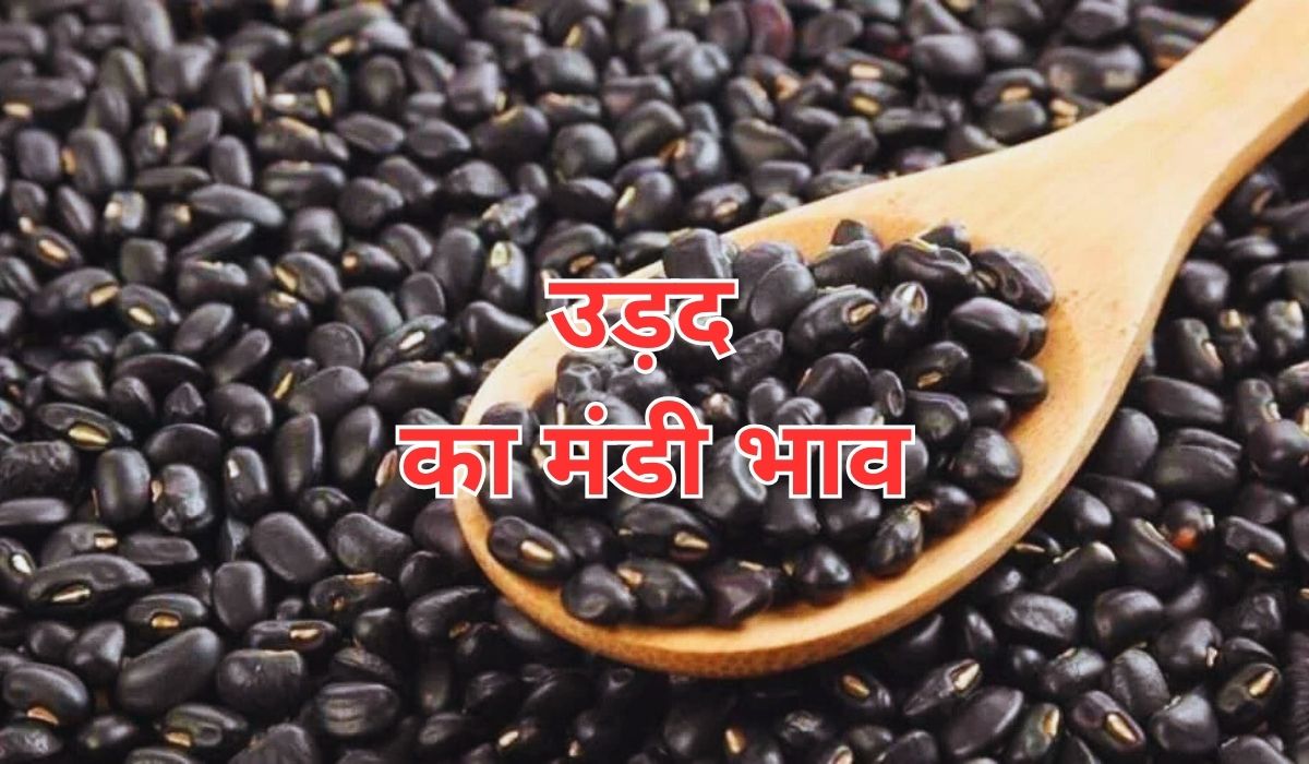 घरेलू उत्पादन में कमी के चलते उड़द के भाव हुए स्थिर, जाने 22 सितंबर 2025 के ताजा मंडी भाव