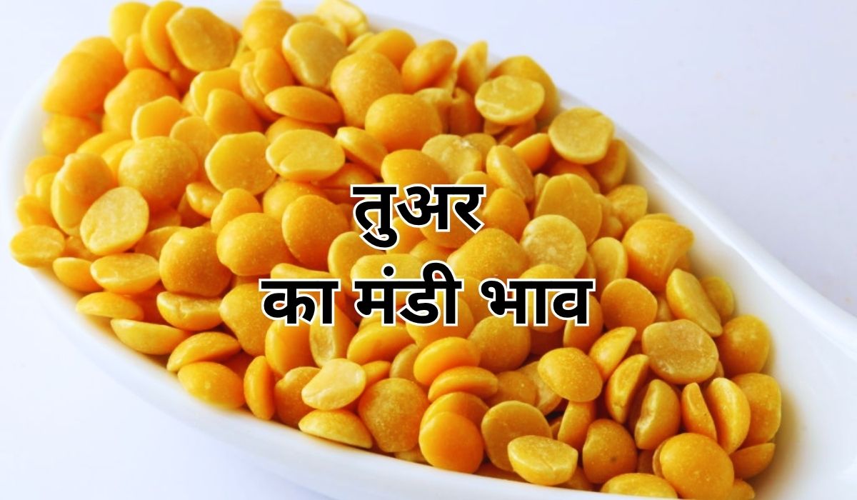 तुअर के भाव में आया जोरदार बदलाव का बवंडर, जाने 10 सितंबर 2025 के ताजा मंडी भाव