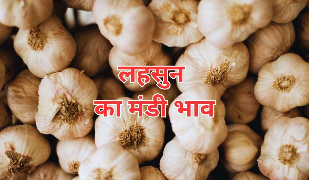 भविष्य में लहसुन के भाव में आ सकता है तेजी की बवंडर? जाने 13 सितम्बर 2025 के ताजा मंडी भाव