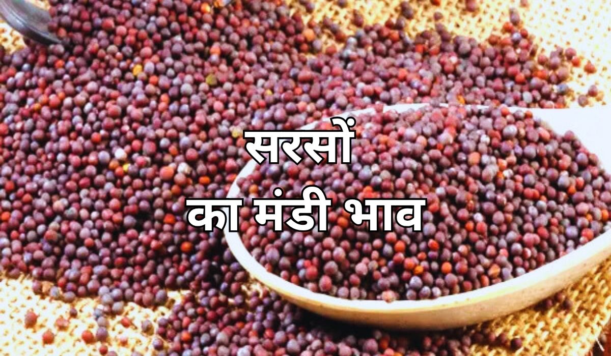 सरसों की कीमतों में आज कितना बदलाव हुआ, जाने 19 सितंबर 2025 के ताजा मंडी भाव