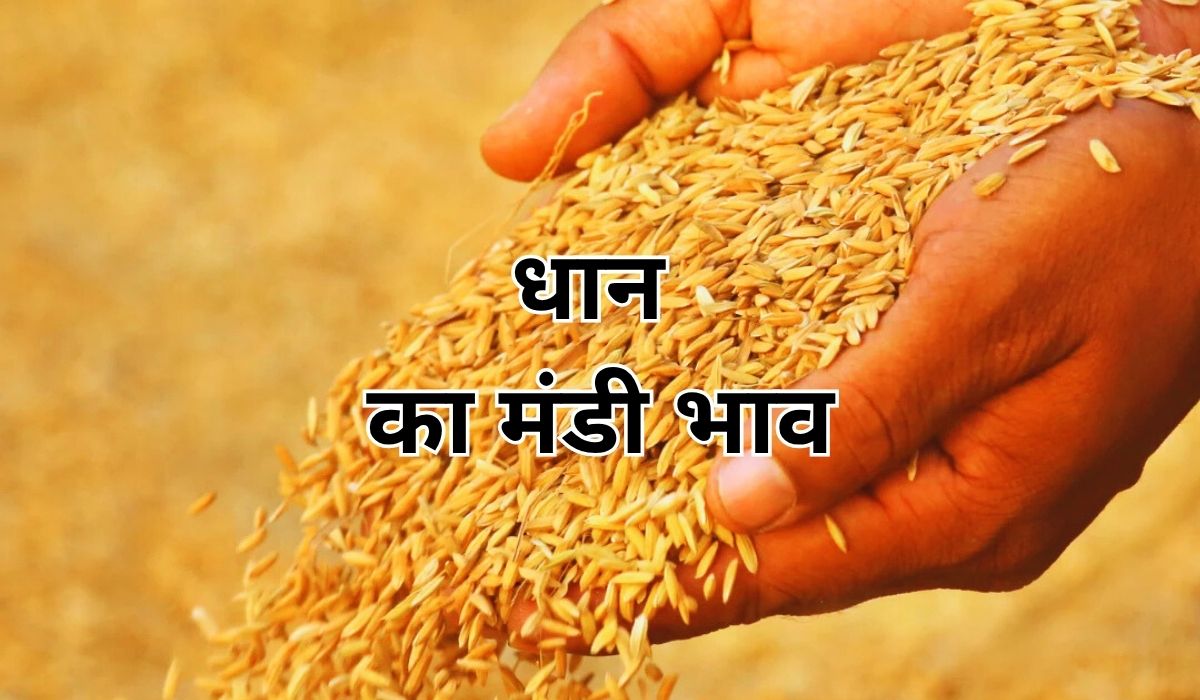 मांग के चलते धान के भाव में बदलाव, जाने 3 सितंबर 2025 के ताजा मंडी भाव