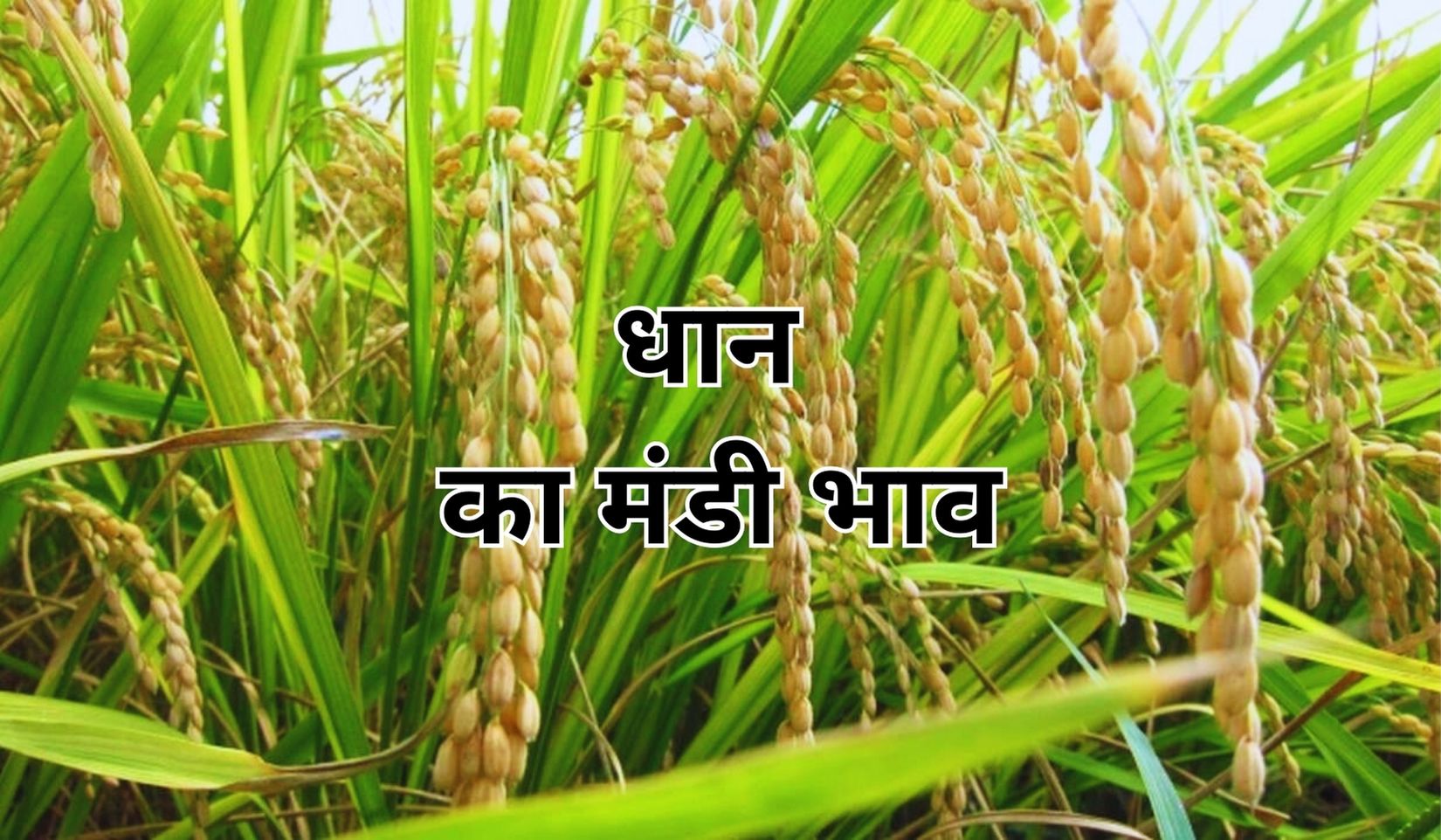देशभर की मंडियों में धान के भाव चल रहे सामान्य, जाने 23 सितंबर 2025 के ताजा मंडी भाव