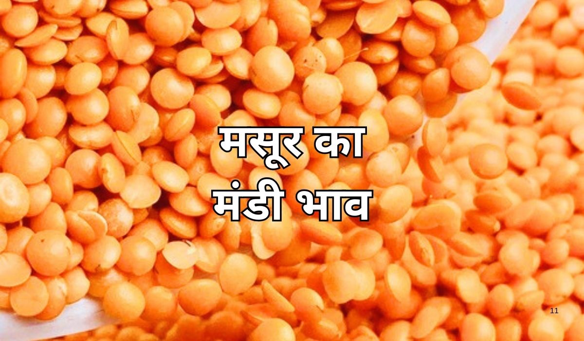 मसूर के भाव फिर मचा रहे मंडी में हलचल, जाने 6 सितम्बर 2025 के ताजा मंडी भाव