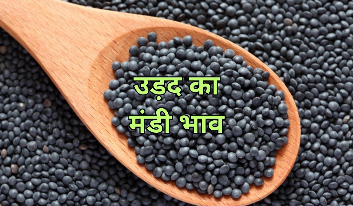 उड़द के भाव में उतार-चढ़ाव का मचा जोरदार बवाल, जाने 6 सितम्बर 2025 के ताजा मंडी भाव
