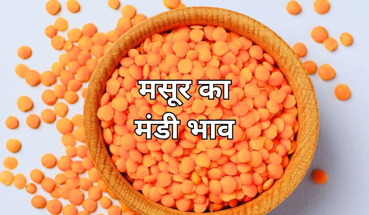 वर्तमान बाजार में कितना चल रहा मसूर का भाव? जाने 8 सितम्बर 2025 के ताजा मंडी भाव