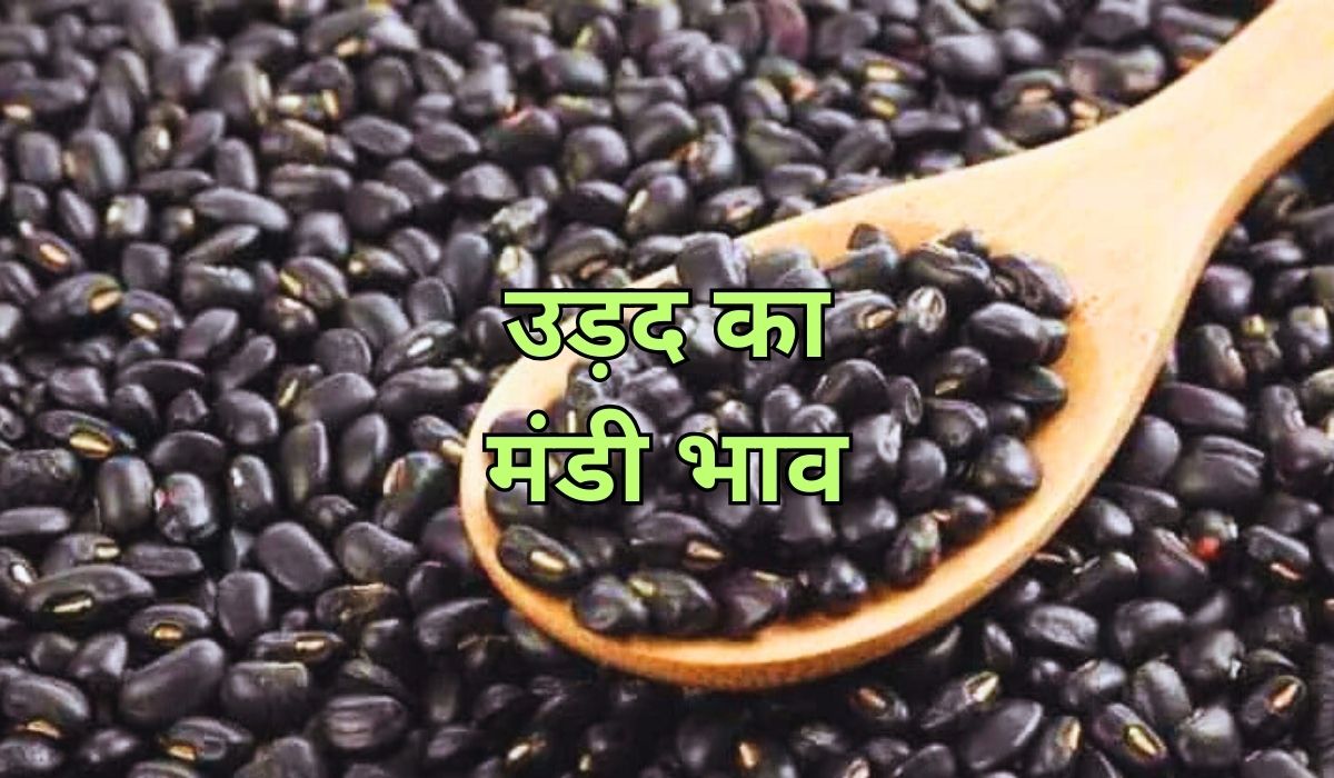 उड़द के भाव में लगातार जारी है उतार-चढ़ाव, जाने 9 सितम्बर 2025 के ताजा मंडी भाव