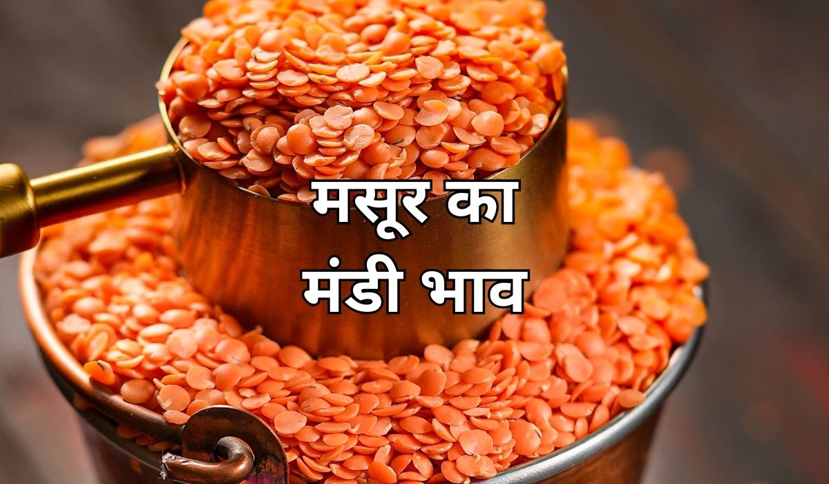 मसूर की कीमतों में लगा हलचल का जोरदार तड़का, जाने 9 सितंबर 2025 के ताजा मंडी भाव