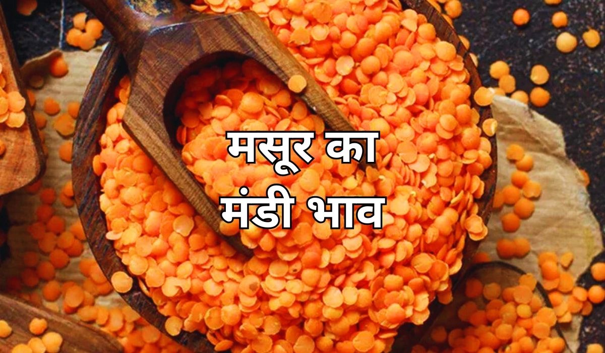 मसूर के बाजार में आज मचा है तेजी का तगड़ा बवाल, जाने 10 सितंबर 2025 के ताजा मंडी भाव
