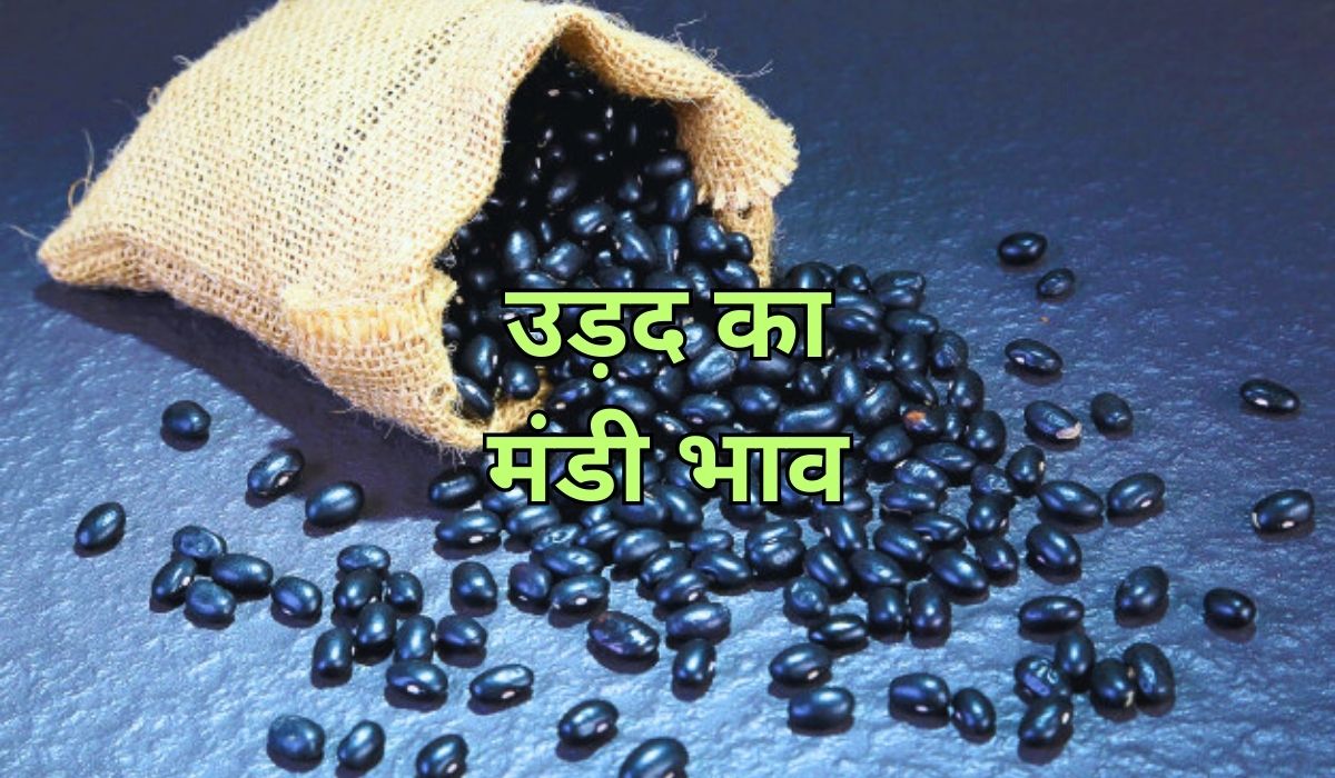 आवक और मांग के बाद बदले उड़द के भाव, जाने 10 सितंबर 2025 के ताजा मंडी भाव