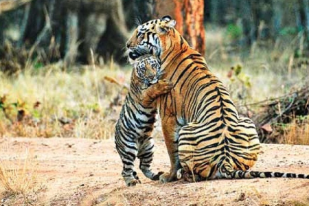 एमपी में पेंच टाइगर सफारी हुई महंगी, प्रवेश और गाइड शुल्क में 10% की बढ़ोतरी