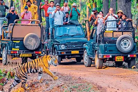 एमपी में कल से खुलेंगे टाइगर रिजर्व, जानिए कैसे करें सफारी की एडवांस बुकिंग