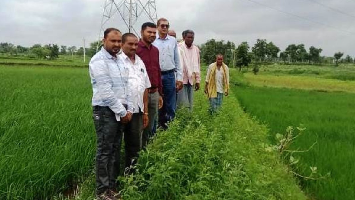 विक्रम टीसीआर : कम अवधि और कम पानी में ज्यादा उपज देने वाली धान की किस्म