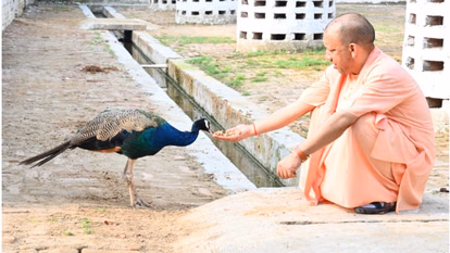 गोरखनाथ मंदिर में दिखा मुख्यमंत्री योगी का गोप्रेम, मोर और गाय बने सीएम की सुबह की पूजा का हिस्सा