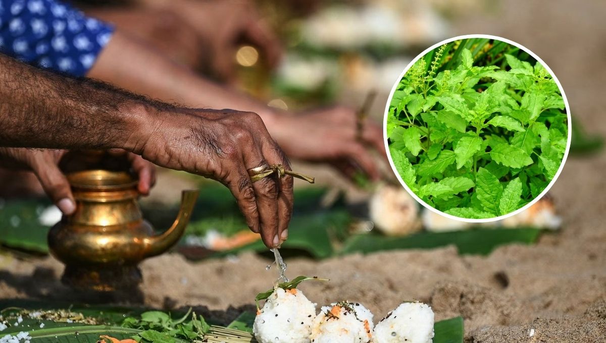 पूर्वजों को प्रसन्न करने के लिए पितृपक्ष में करें तुलसी से जुड़ा ये उपाय, पितरों की आत्मा को मिलेगी शांति और संतानों को उन्नति