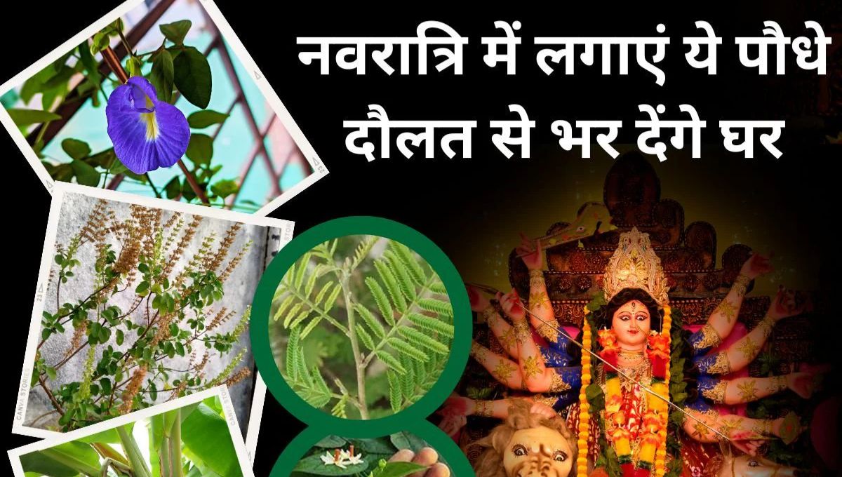 नवरात्र में इन पौधों की उपासना से मिलेगी देवी दुर्गा की कृपा, दूर होंगी बाधाएं और घर में आएगी खुशहाली