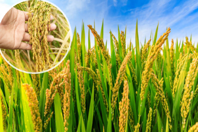 एमपी सरकार का बड़ा फैसला, धान किसानों को मिला पंजीयन की समयसीमा बढ़ाने का मौका