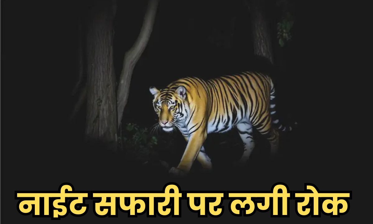 एमपी में बंद होगी नाइट सफारी, सभी टाइगर रिजर्व पर लागू होगा आदेश, जानिए वजह