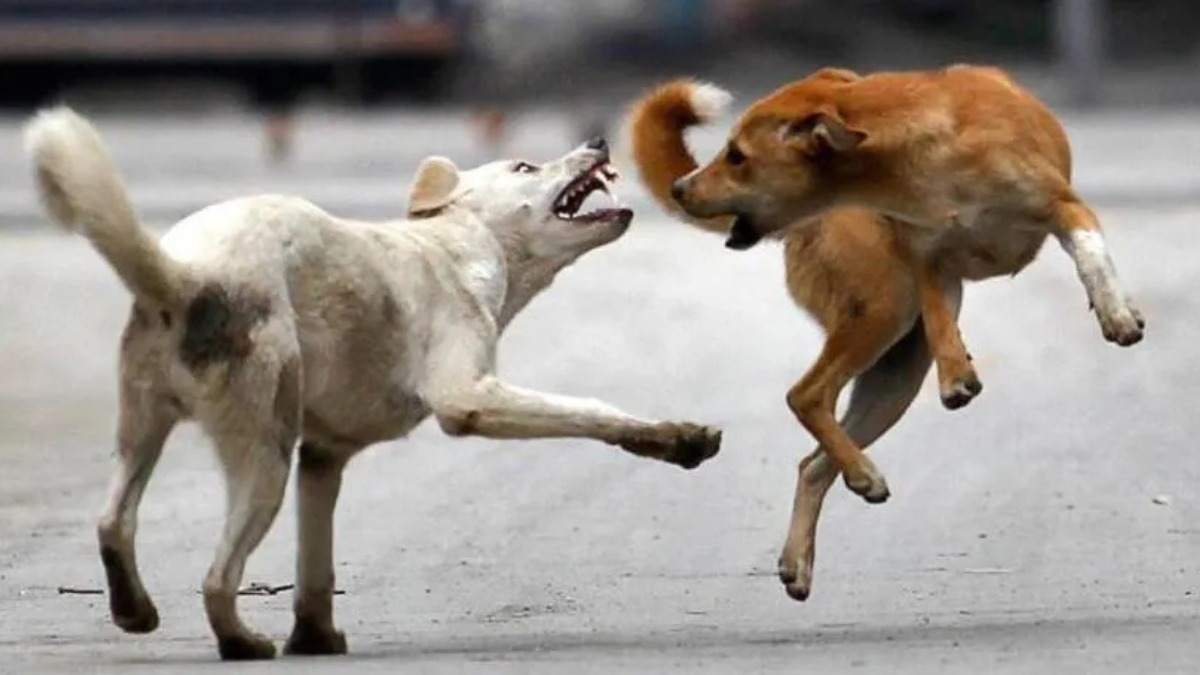 एमपी के इस जिले में आवारा कुत्तों ने मचाया आतंक, 48 घंटे में 40 लोगों को काटकर किया घायल