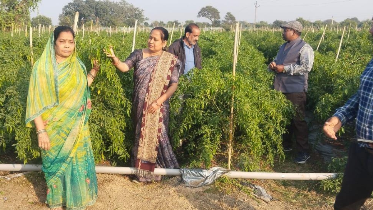 ड्रिप तकनीक से बदली खेती की तस्वीर: धान–मिर्ची की फसल से किसान मुकेश चौधरी को सालाना लाखों की आमदनी