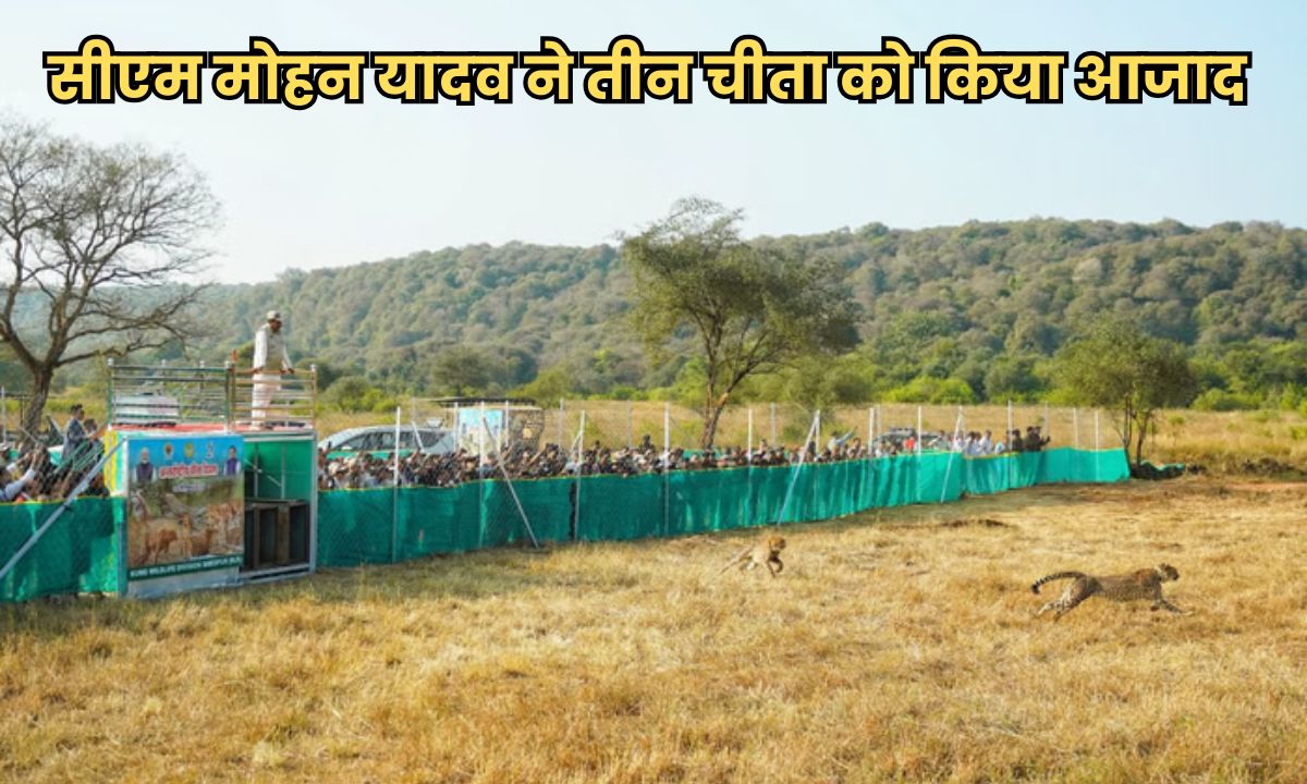 चीता दिवस पर सीएम मोहन यादव की बड़ी सौगात, कूनो के खुले जंगल में छोड़े तीन चीता